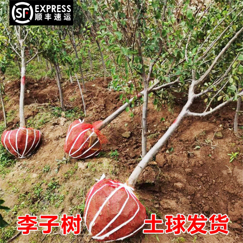 特大李子树苗带土蜂糖李大红袍脱骨青脆西梅李南北方种植庭院果树