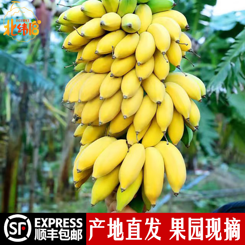 海南皇帝蕉5斤甜新鲜精品自然熟