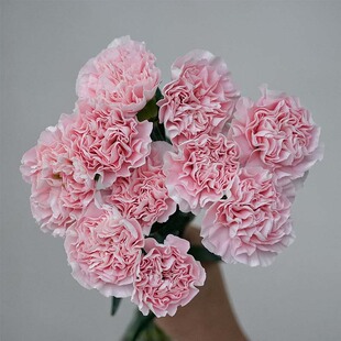 母亲节康乃馨单头康多头康鲜花花束云南基地直发送长辈送朋友