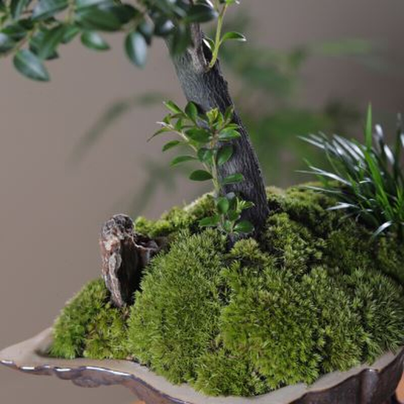 极速天空之城小叶紫檀黑骨茶苔藓禅意绿植盆M景栽办公室内书桌面