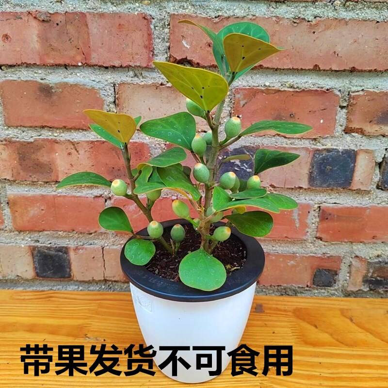 菩提树盆景智慧之禅意绿植小盼桌摆室内净化空气吸收甲醛龙诚花盛