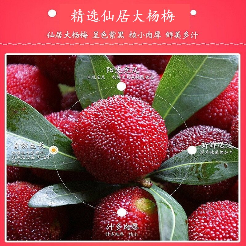 仙居东魁杨梅三斤礼盒装新鲜现摘现发产地直发冷链直达