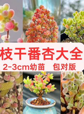 糖球枝干番杏小苗2-3cm冰晶红宝石枝干小星星莱斯蜜桔迷你盆栽