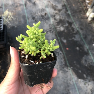 蜜桔枝干番杏多肉冠服3-4厘米绿植小盆景