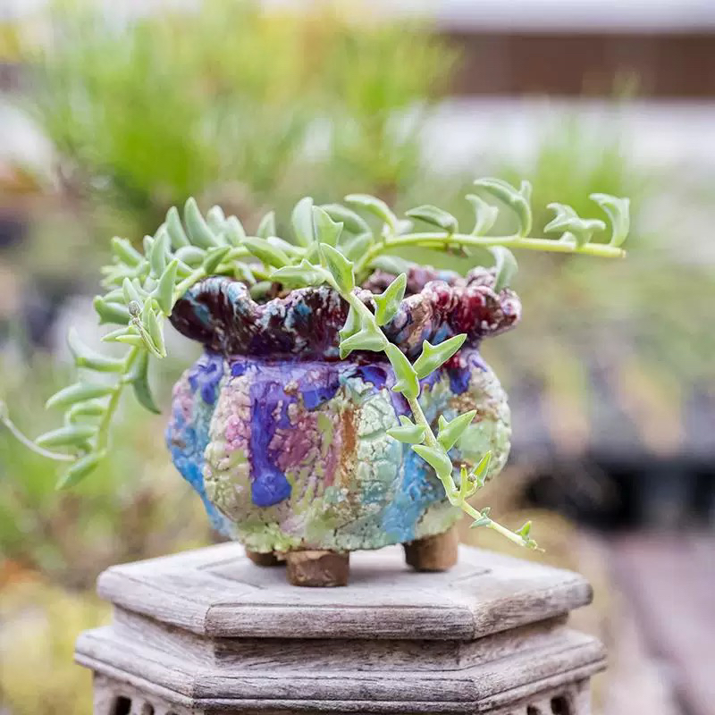 海豚多肉植物 三爪上玄月 小海豚 网红奇稀有趣植物 带盆栽好