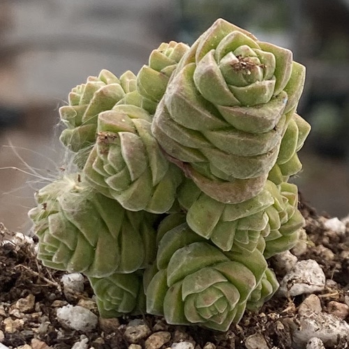 绒塔青锁龙属花卉绿植盆栽创意生活新手套餐阳台可爱萌