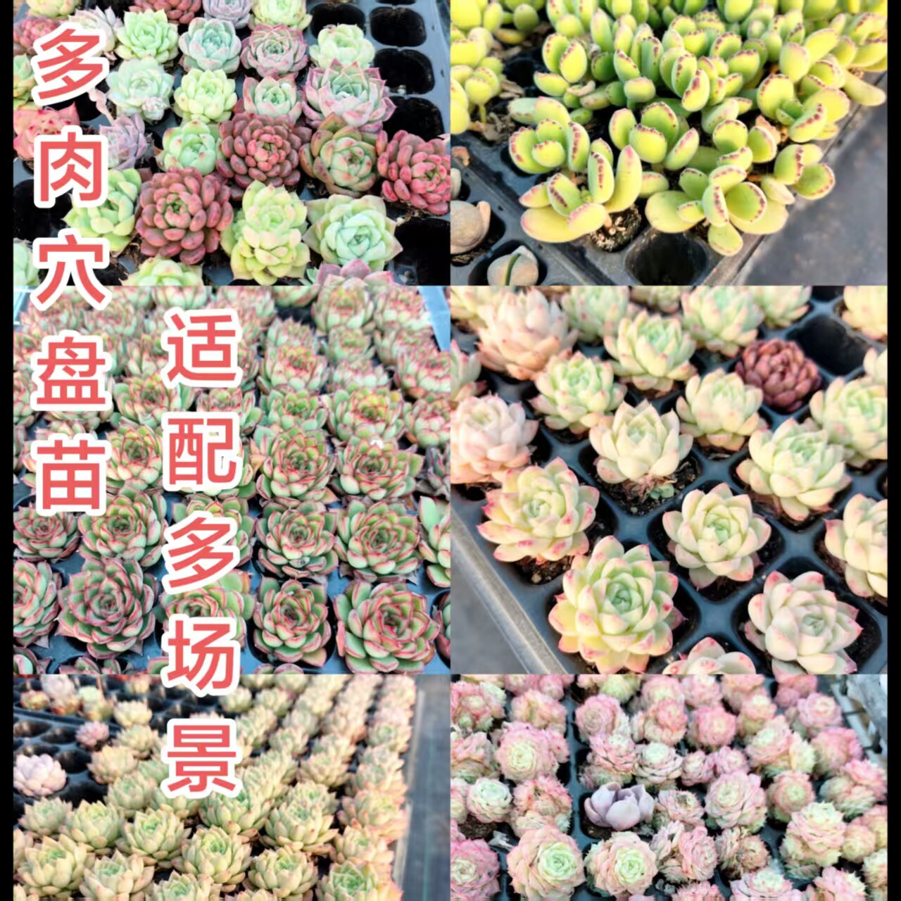 多肉植物批发基地多肉盆栽多肉直多肉植物