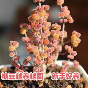 糖豆枝干番杏蜜桔糖球金桔蜜橘糖豆糖果多肉迷你盆栽枝干番杏