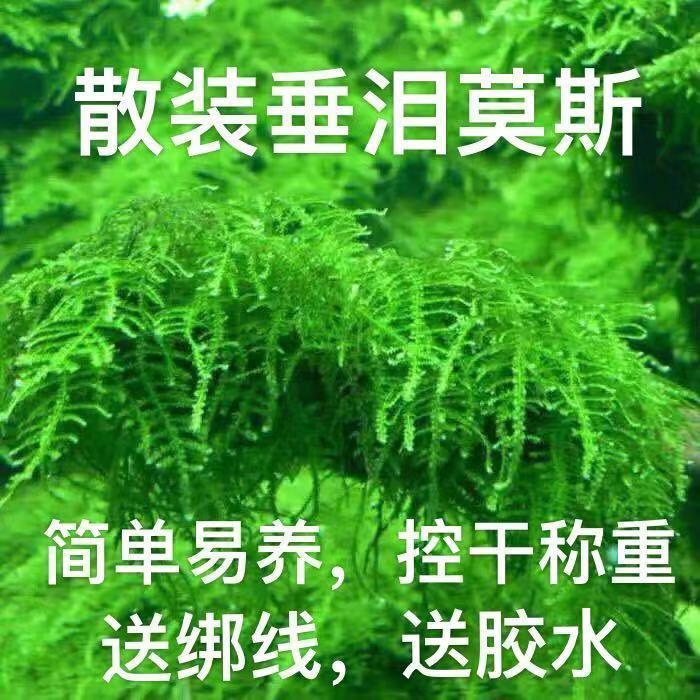 散装垂泪莫斯简单好养耐低温阴性增氧水草植物鱼缸沉木假山造景