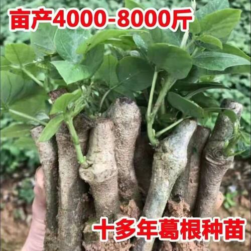 高产无渣葛根苗葛根种苗正宗新鲜高产无渣粉葛苗葛根种植菜葛苗
