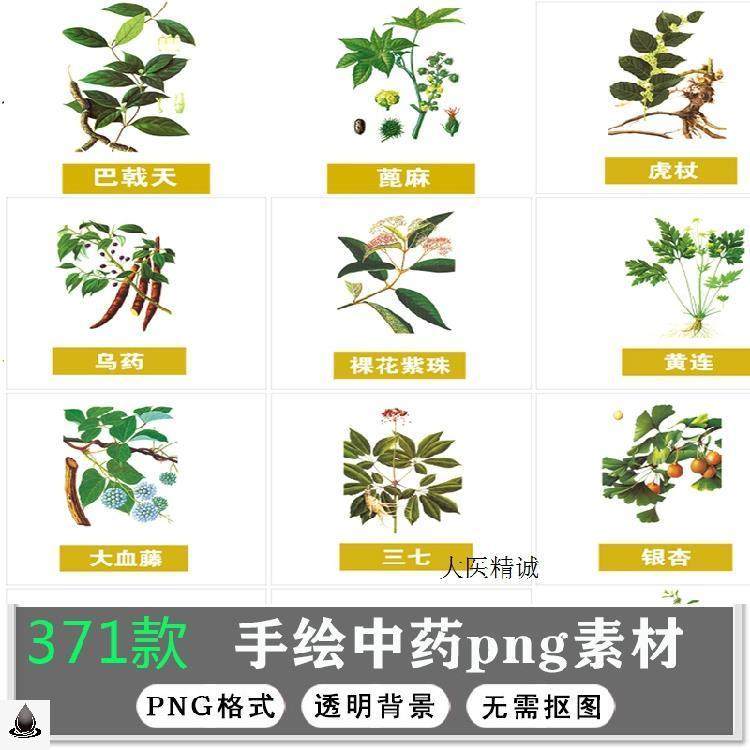 t010手绘中医草药草本植物插图背景png免抠图片中药材图案ps素材