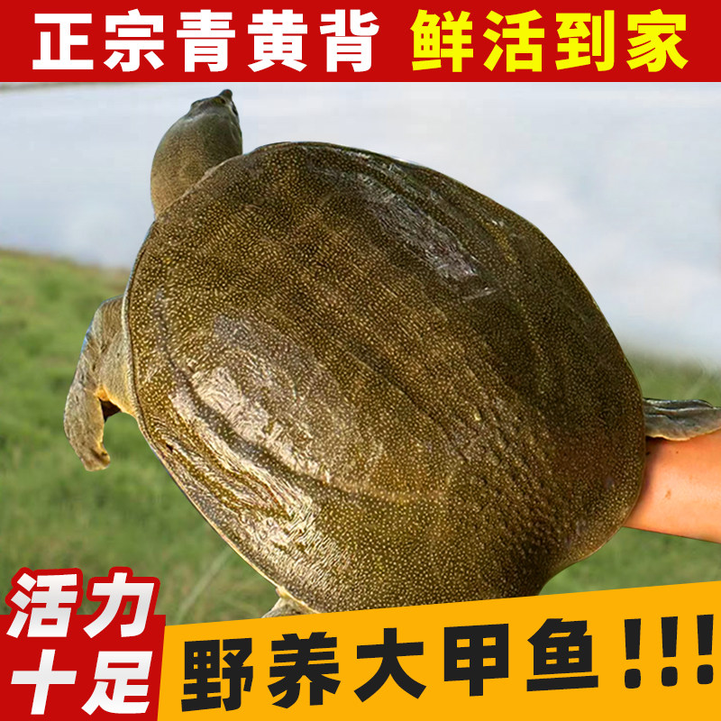 甲鱼鲜活外塘生态野养3/5/10斤食用老鳖正宗青黄背农家水团鱼王八,水产肉类/新鲜蔬果/熟食,甲鱼,淘宝优惠券,粉丝福利购,淘宝优惠卷