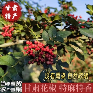 2024年新货甘肃特产甘谷花椒大红袍夏伏椒干货食用农产品调味料麻