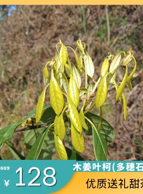 多穗石柯嫩叶甜茶木姜叶柯嫩叶甜茶溆浦瑶茶芷江甜茶雪峰甜茶冲泡