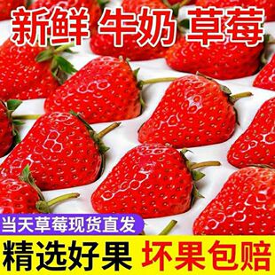 四川大凉山德昌县新鲜牛奶草莓现摘现发当季草莓老人小孩孕妇水果