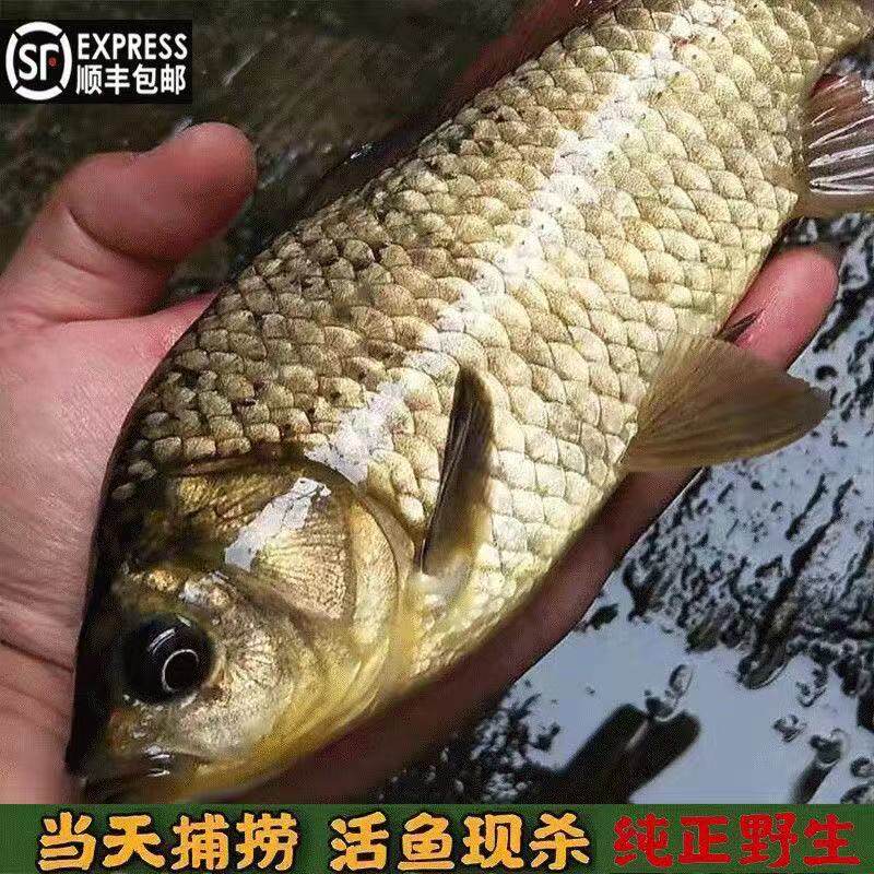 顺丰包邮苏州太湖生态土鲫鱼新鲜活鱼现杀孕妇下产奶月子炖汤滋补