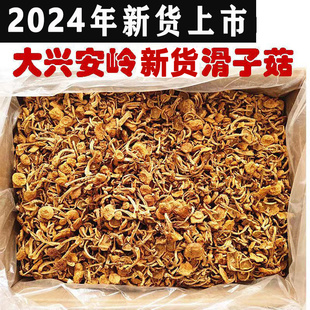 东北特产滑子菇干货滑子蘑滑菇干新货批发毛重非净重滑子菇食用菌