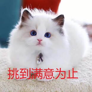 布偶猫纯种赛级仙女猫小猫活体长毛猫幼崽宠物猫咪活物布偶猫幼猫