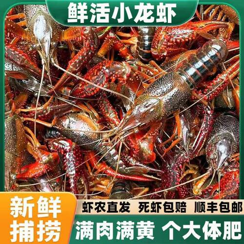 江苏清水小龙虾 鲜活现货洪泽湖龙虾456钱中虾5斤装青壳红虾