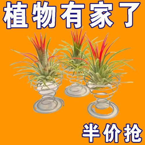 空气凤梨支架弹簧底座（不含植物