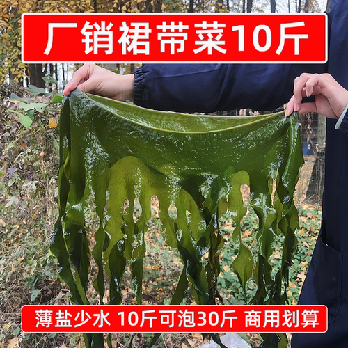 厂家直销盐渍裙带菜10斤半干整箱非纯干货凉拌麻辣烫火锅食材商用