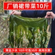 厂家直销盐渍裙带菜10斤半干整箱非纯干货凉拌麻辣烫火锅食材商用
