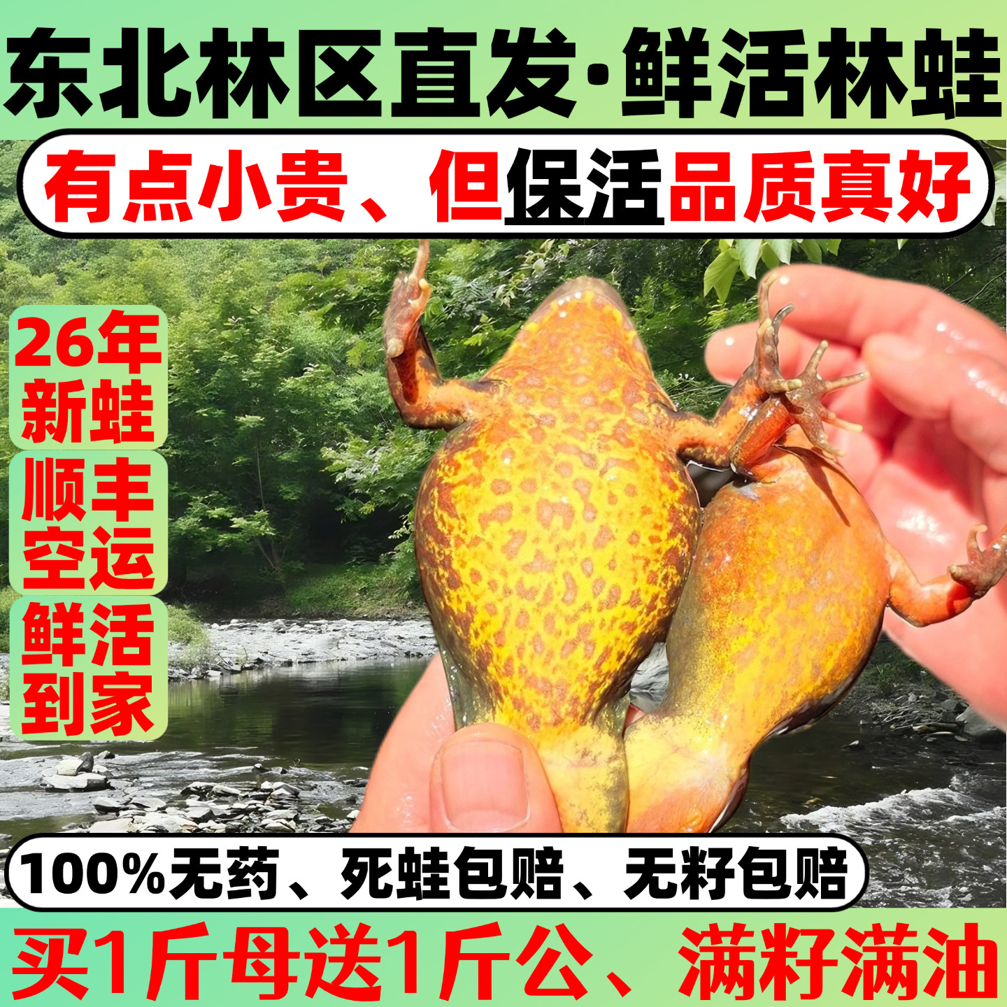 母林蛙带籽东北林蛙鲜活长白山大母豹子活雪蛤深山活蛤蟆满油满籽