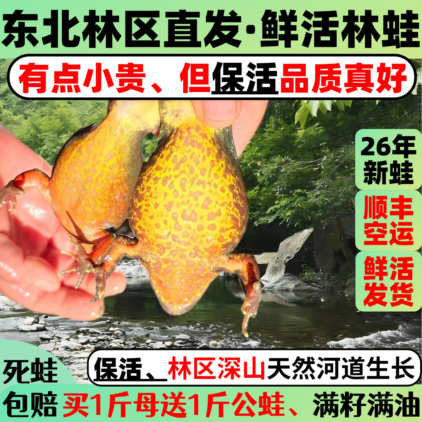 母林蛙带籽东北林蛙鲜活长白山大母豹子活雪蛤深山活蛤蟆满油满籽