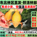 母林蛙带籽东北林蛙鲜活长白山大母豹子活雪蛤深山活蛤蟆满油满籽