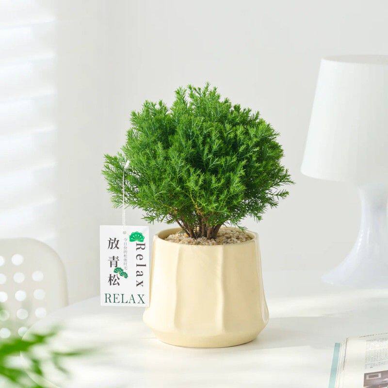 放青松雾凇小盆栽植物室内办公室工位桌面绿植摆件四季好养活