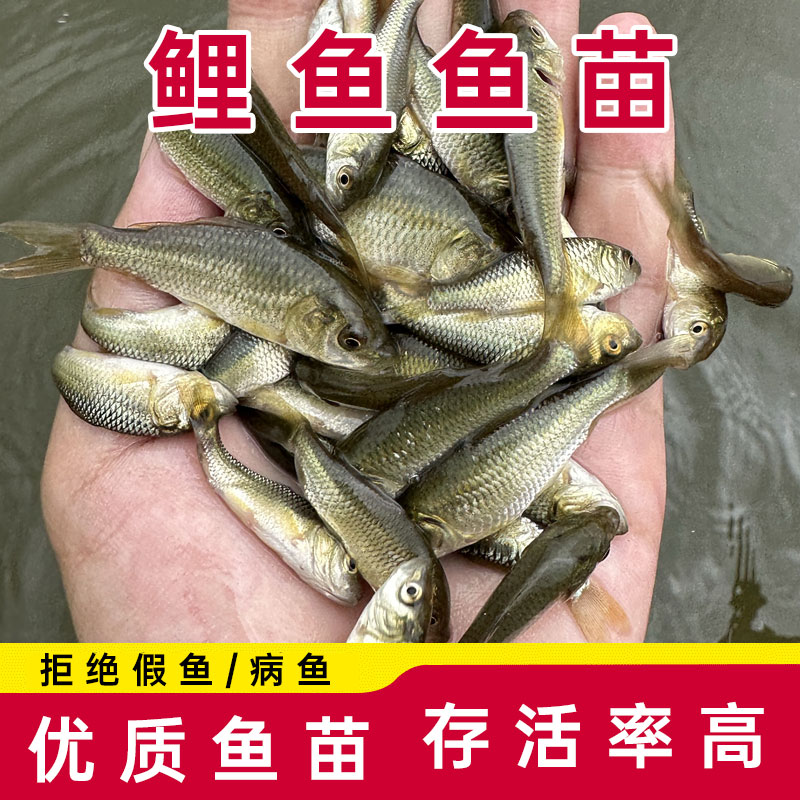 优质鲤鱼苗黄河鲤鱼苗