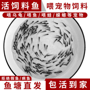 乌龟吃的小鱼苗喂乌龟饲料鱼喂角蛙喂蝾螈六角恐龙喂宠物活体鱼苗