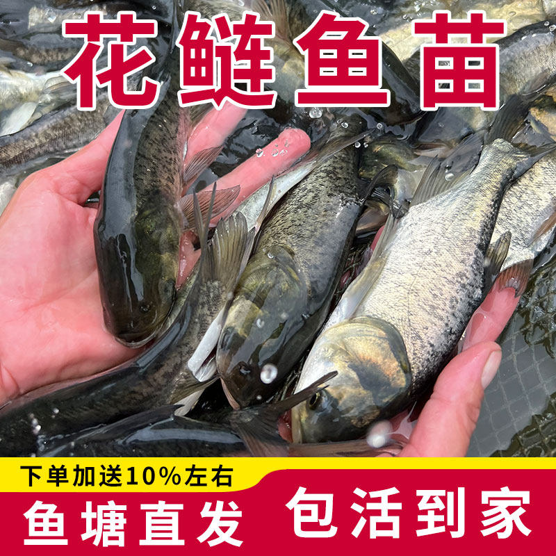 花鲢鱼苗特大淡水养殖食用活鱼苗胖头鱼白鲢鳙雄鱼冷水大头鱼苗