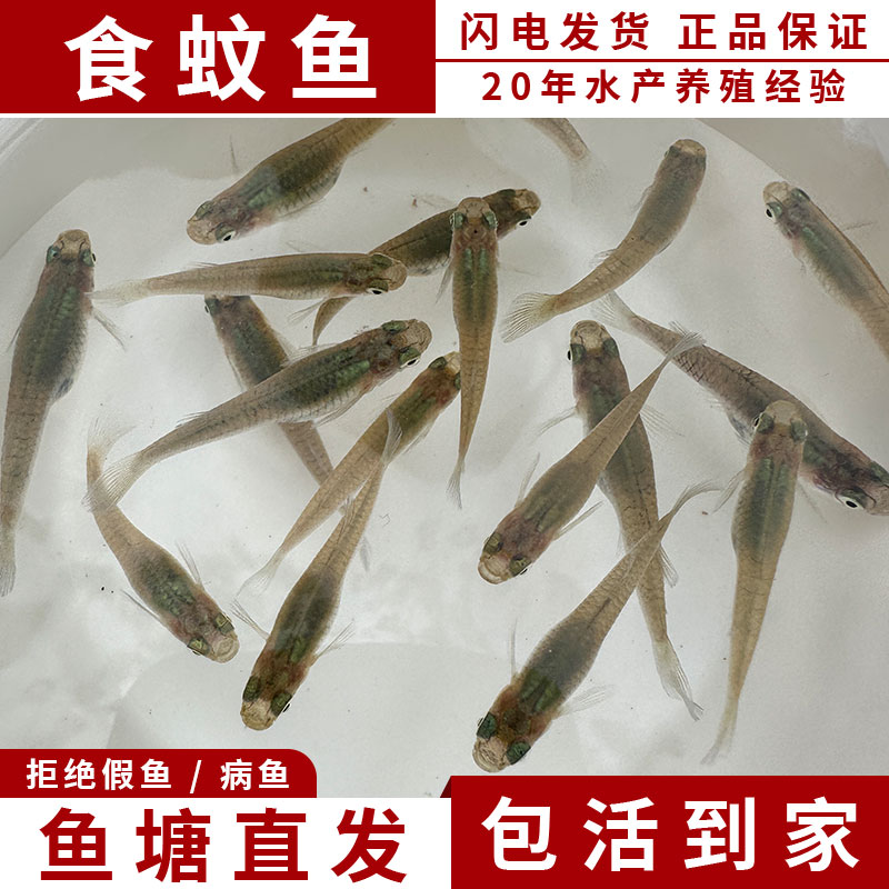 食蚊鱼淡水闪电发货送10%防损