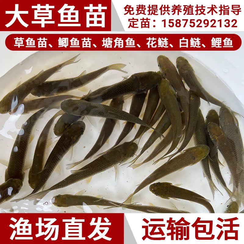 优质草鱼鱼苗皖鱼小鱼苗淡水好养殖食用活体特大一斤半草鱼苗活体 宠物/宠物食品及用品 鱼 原图主图