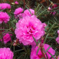 [Ty7 Seeds] Персиковой порошок подсолнечник 21968 Praishes+удобрения