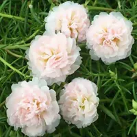 [TY1 SEED] Белый порошок подсолнечник 21968 Капсулы+удобрения