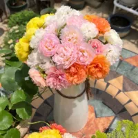 [Ty9 Seeds] 8 видов смешанных капсул 21968+удобрения