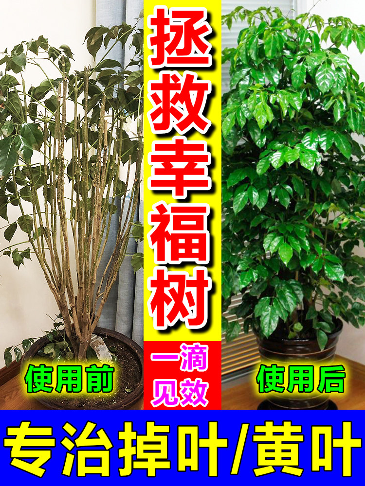 专治幸福树叶子发黄落叶掉叶子枯萎植物花卉盆栽专用肥浓缩营养液