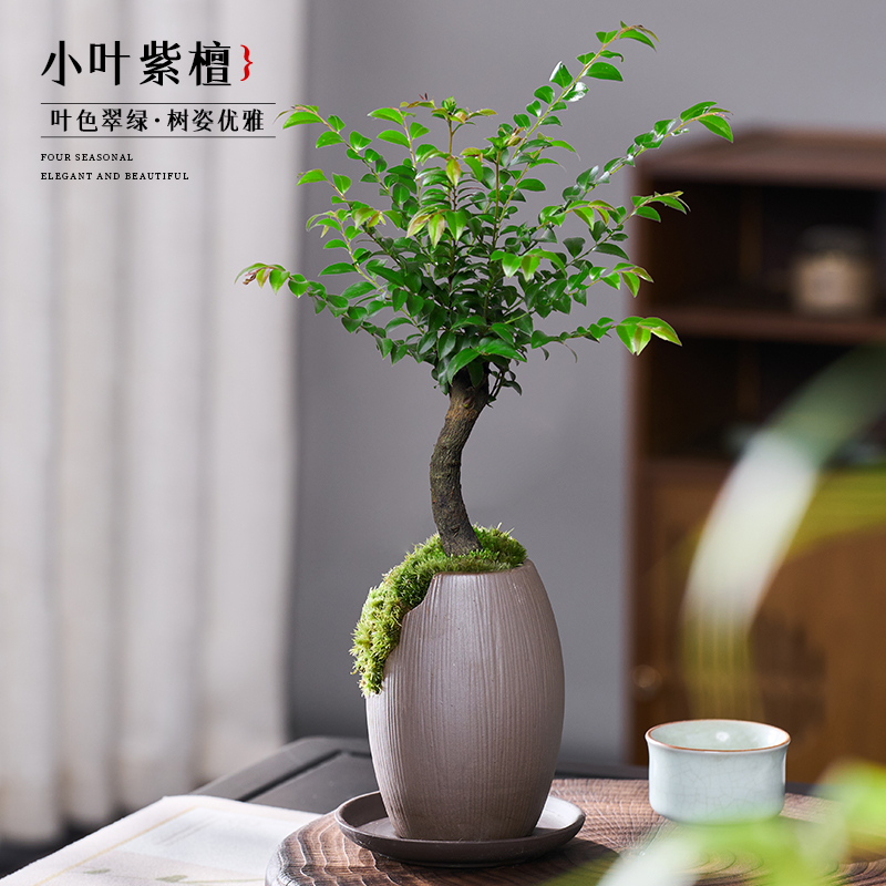 小叶紫檀老桩盆景绿植盆栽室内办公室桌面花卉树苗四季好养花卉