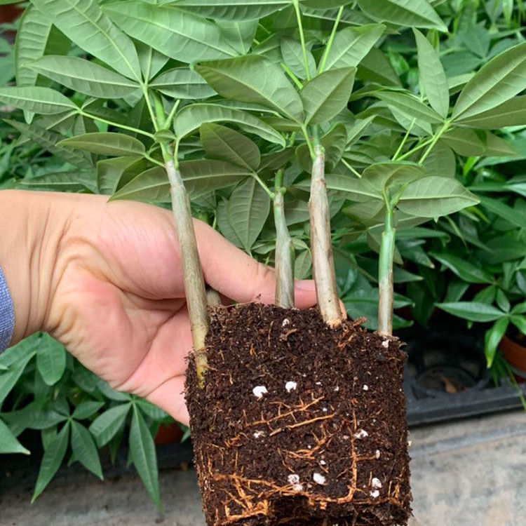 发财树小树苗不带盆不含盆招财进宝盆栽树木适合客厅摆放的绿植禄