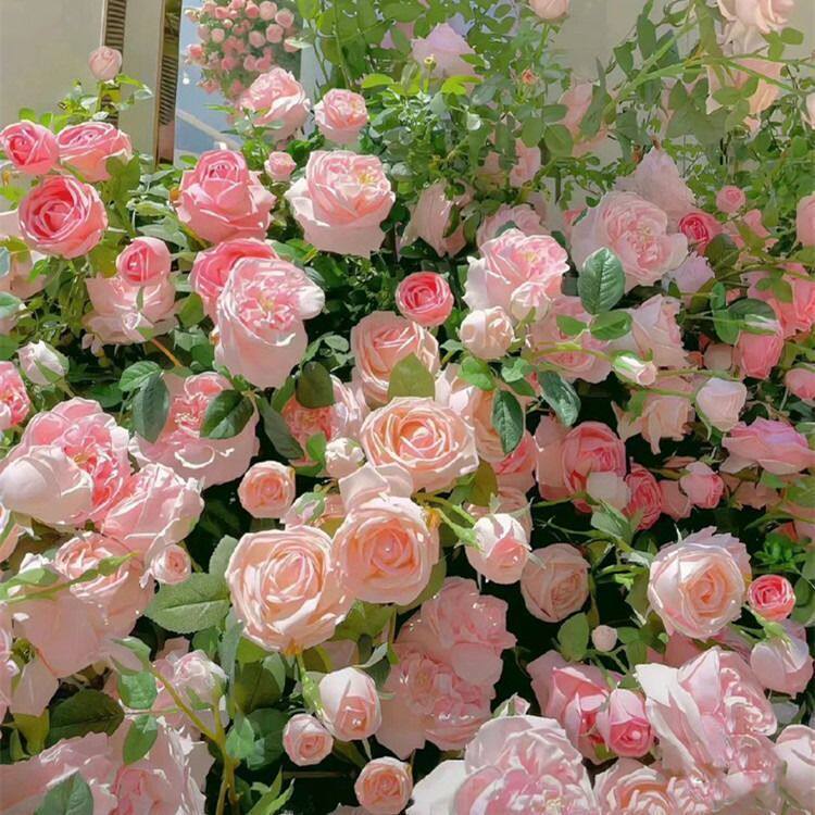蔷薇花爬藤月季玫瑰四开墙