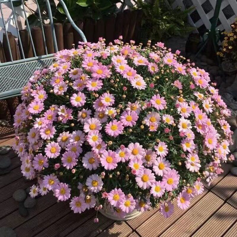 花卉盆栽玛格带花苞木茼蒿四季开花好养室内室外阳台庭院