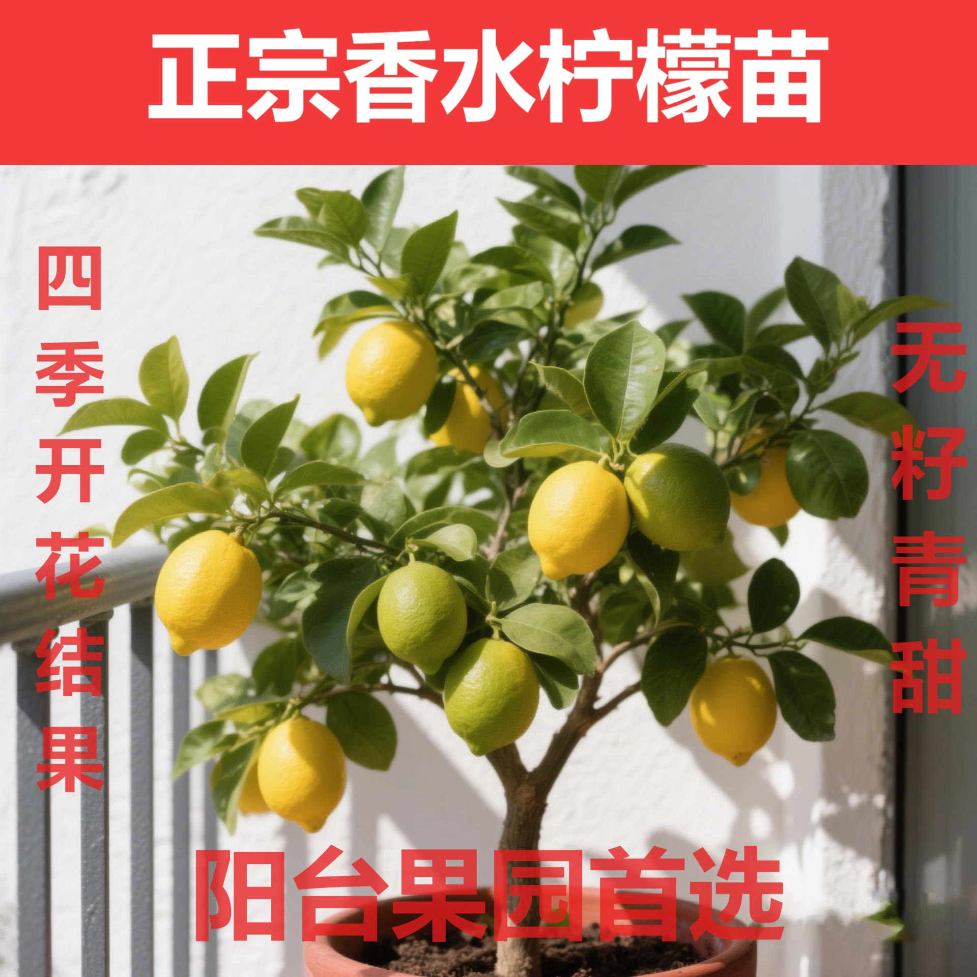 正宗广东香水柠檬树树苗台湾无籽柠檬盆栽四季绿植阳台室外带果苗