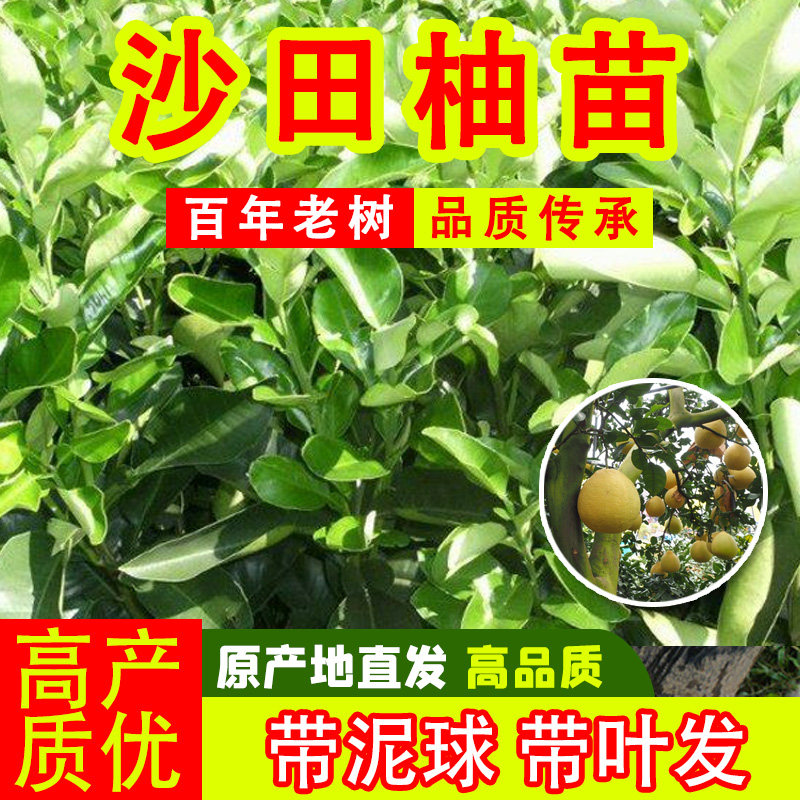 正宗广西容县沙田柚果树苗嫁接苗耐寒庭院地栽带土带叶发货易成活