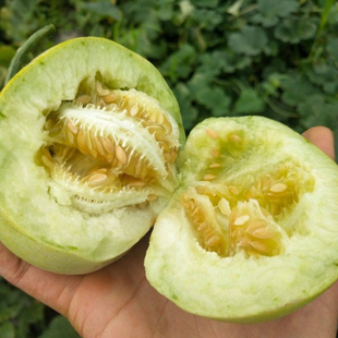 湖北香瓜甜宝羊糖罐小白瓜本地露天应季土香瓜孕妇水果小时候味道