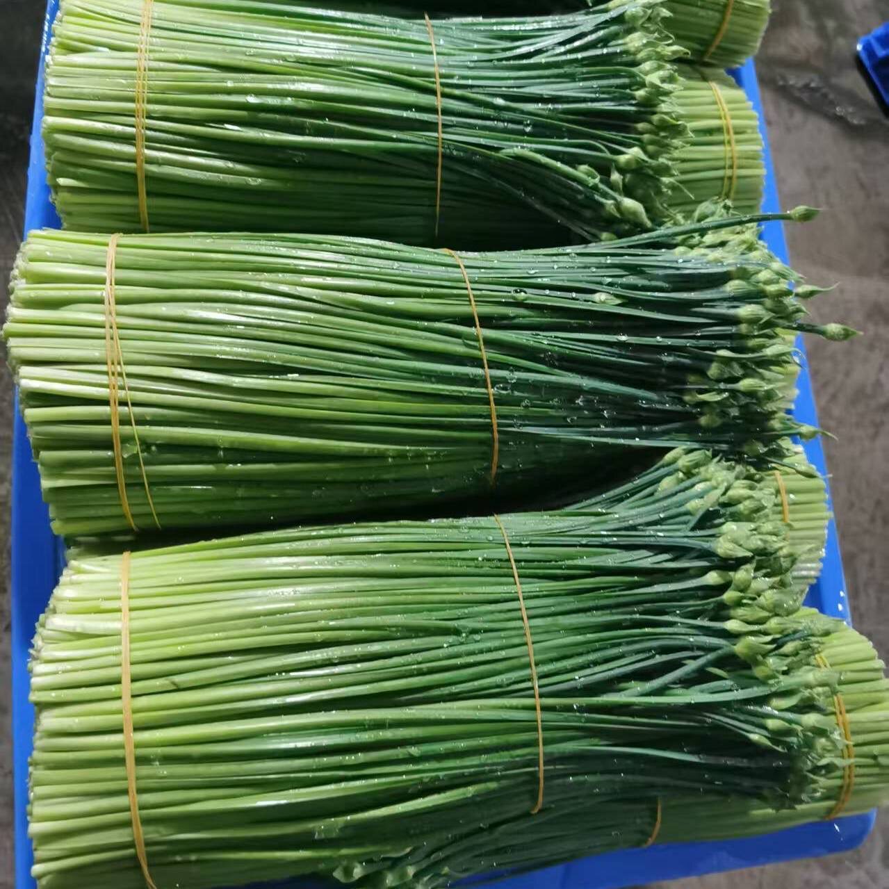 农家韭菜花嫩芽菜新鲜韭苔蔬菜新鲜韭菜苔现摘现发孕妇蔬菜