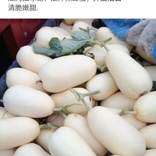 天美55甜瓜天津香瓜露天应季现摘孕妇水果薄皮蜜瓜新品种白瓜脆瓜