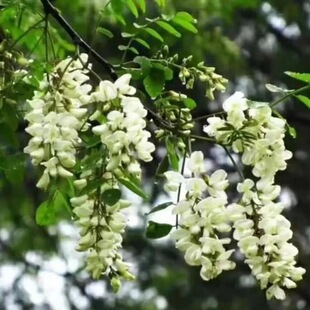 【是现货】2026新鲜现摘野生槐花杨槐花洋槐花骨朵花苞生槐花野菜