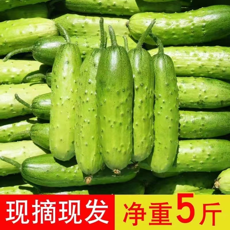 新鲜土黄瓜农家种植现摘水果黄瓜青白皮小黄瓜老品种黄瓜现货青瓜